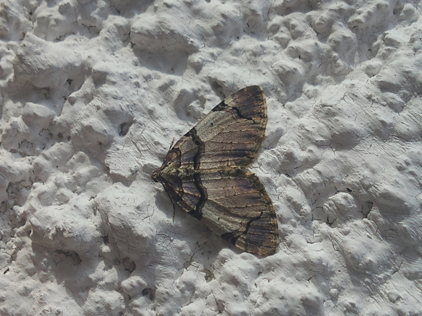 Anticlea derivata - vadrózsa-tarkaaraszoló