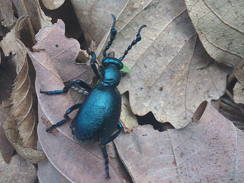 Meloe violaceus - kék nünüke