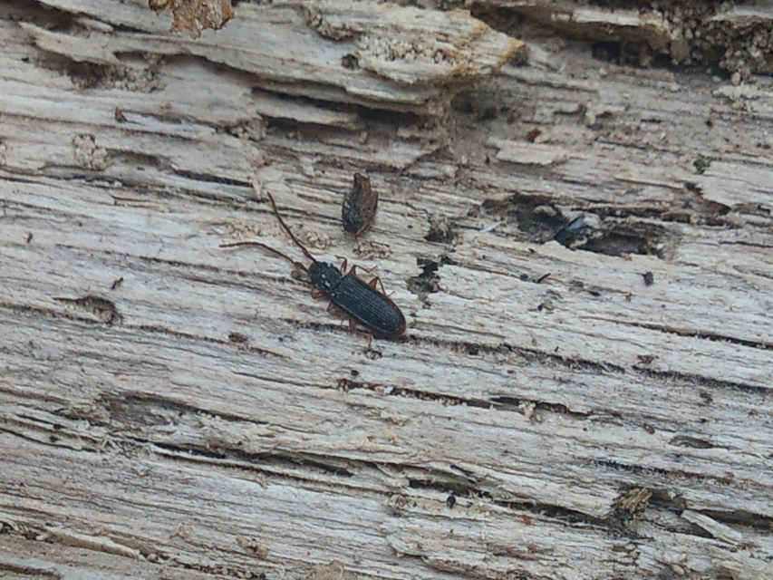 Uleiota planatus - hosszúcsápú fogasnyakú-lapbogár