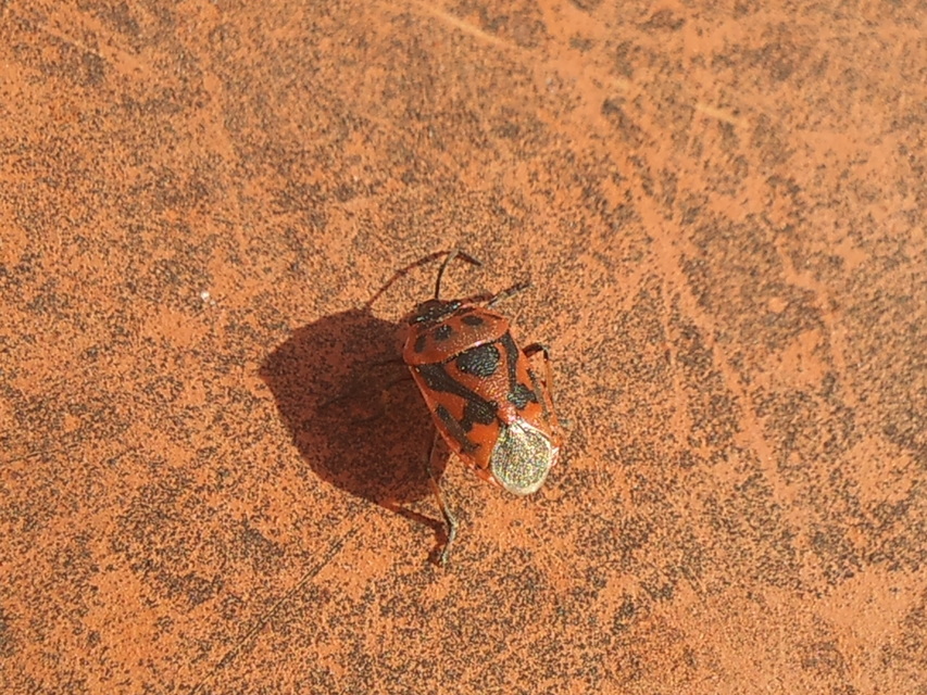 Eurydema ornata - díszespoloska Eurydema ornata - díszespoloska