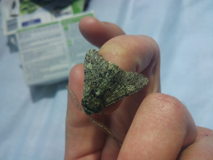 Biston strataria - barnapettyes araszoló