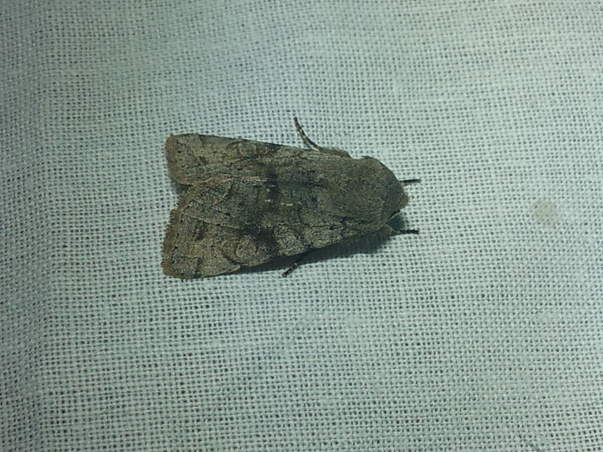 Orthosia incerta - változékony barkabagoly