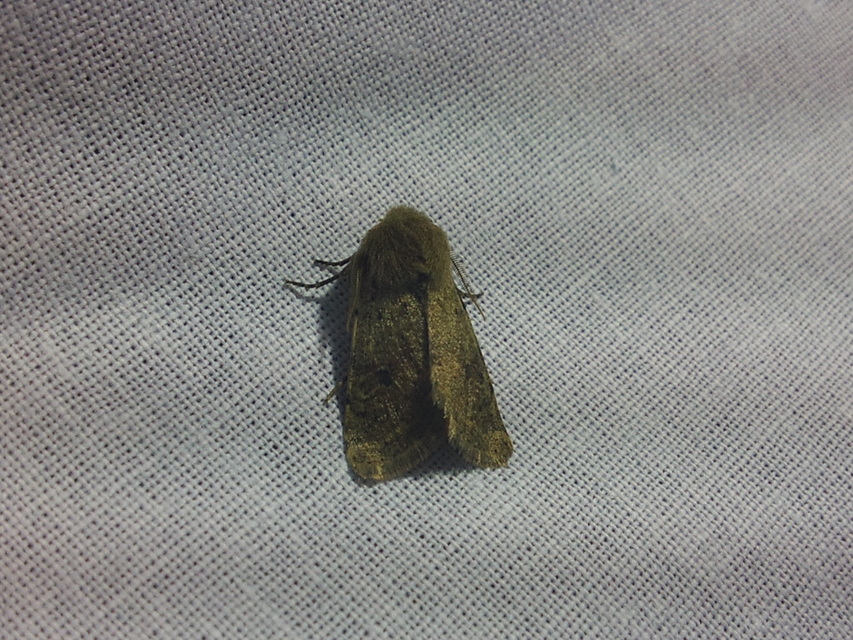 Orthosia cruda - kis barkabagoly