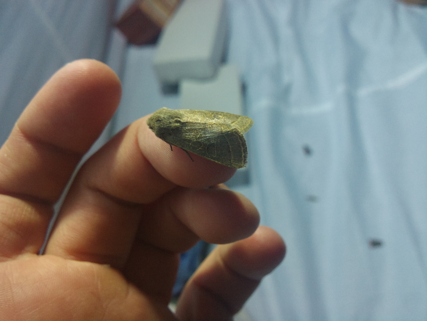Orthosia cerasi - közepes barkabagoly