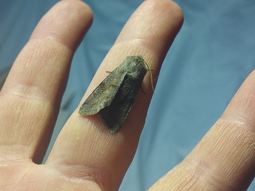 Orthosia incerta - változékony barkabagoly