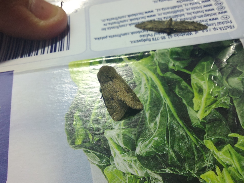 Orthosia cruda - kis barkabagoly