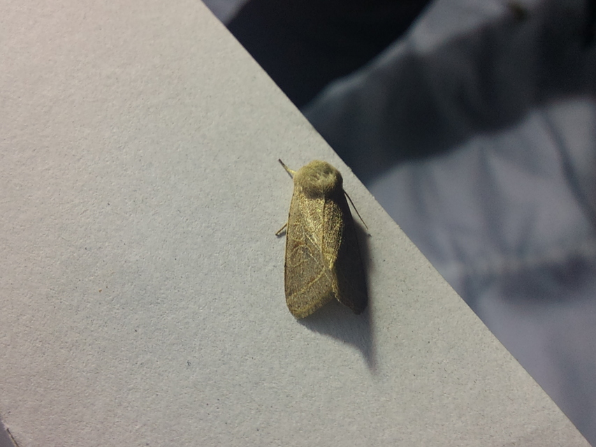 Orthosia cerasi - közepes barkabagoly