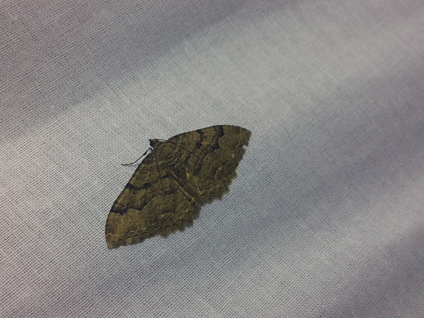 Hydria cervinalis - őzbarna araszoló