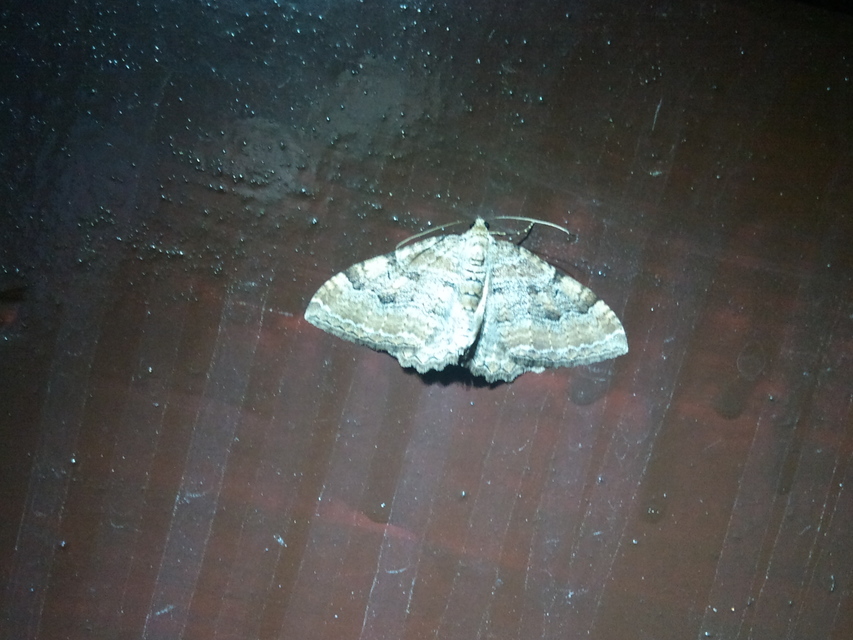 Hydria cervinalis - őzbarna araszoló