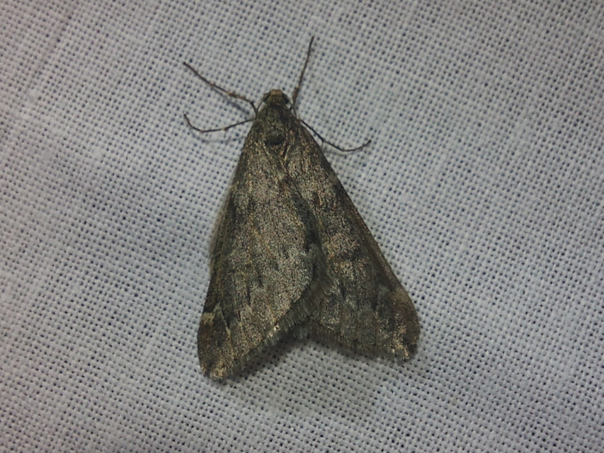 Alsophila aescularia - vadgesztenye-araszoló