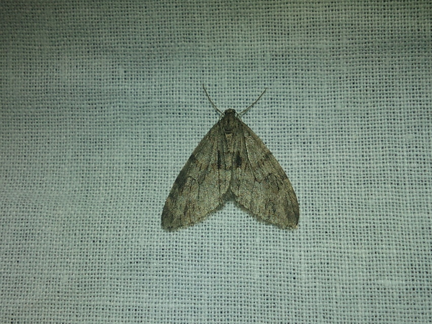 Trichopteryx polycommata - kőrisfa-lebenyesaraszoló