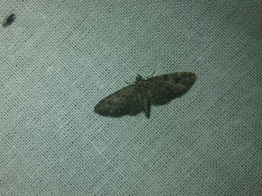 Eupithecia abbreviata - korai törpearaszoló