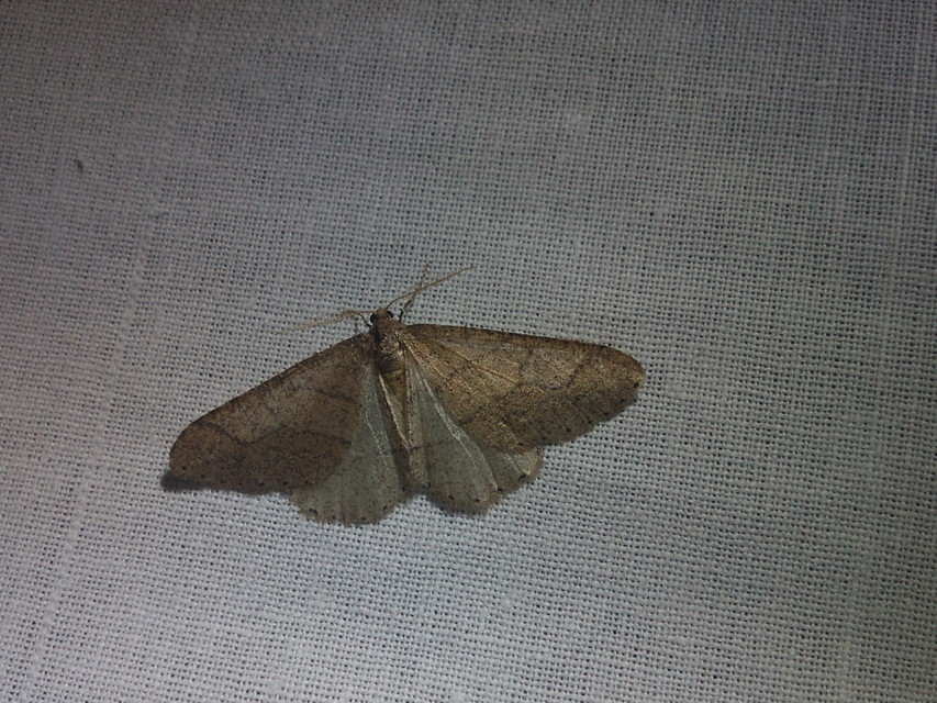 Agriopis marginaria - sárgás téliaraszoló