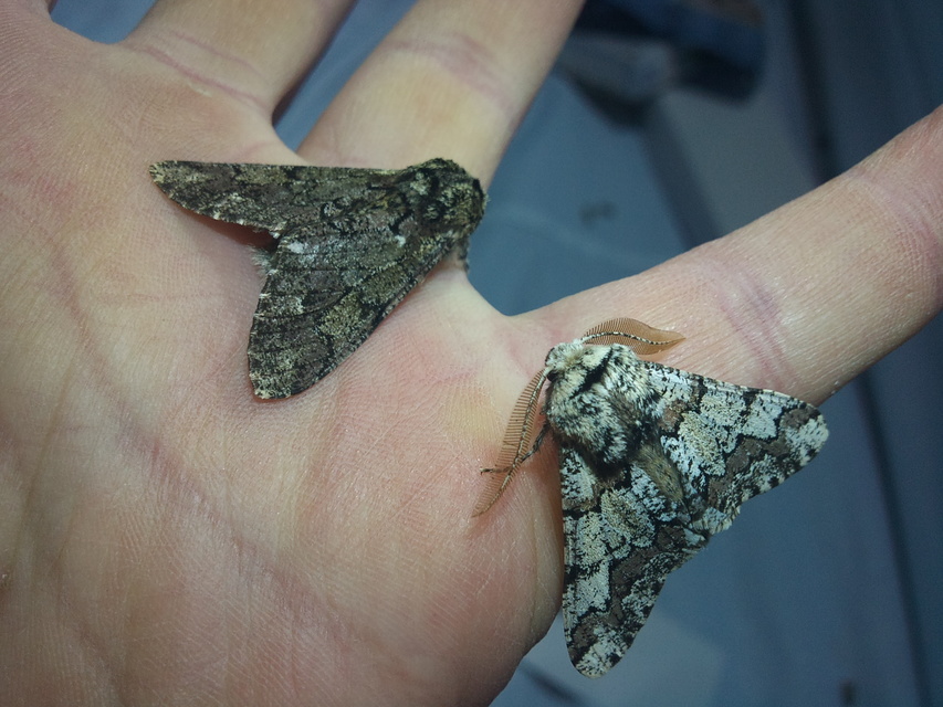Biston strataria - barnapettyes araszoló