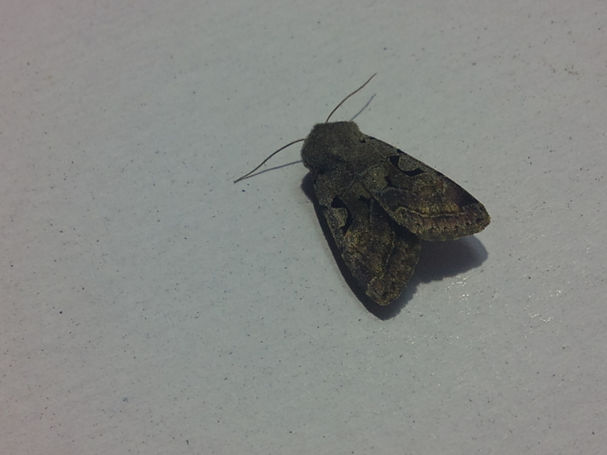 Orthosia gothica - feketefoltos barkabagoly