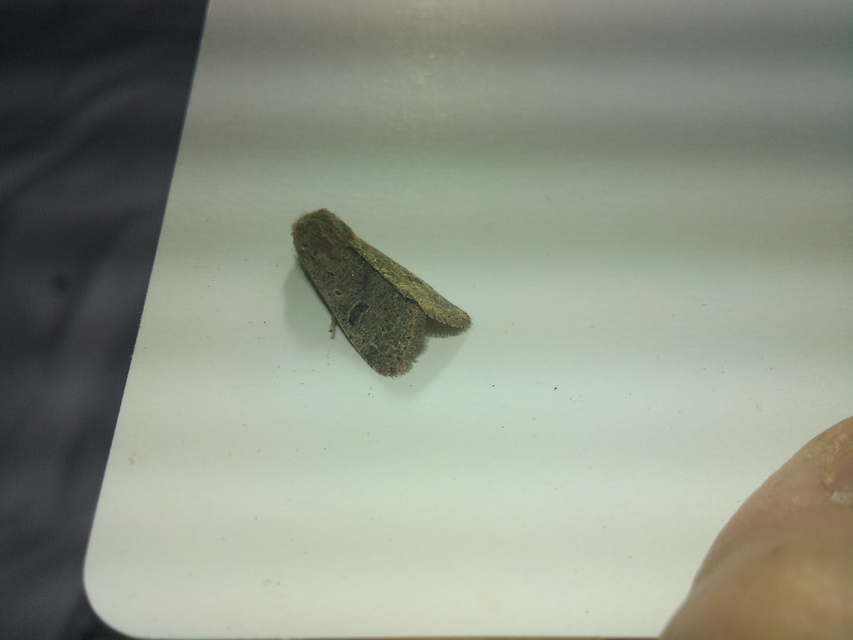 Orthosia cruda - kis barkabagoly