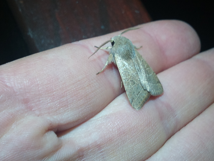 Orthosia cerasi - közepes barkabagoly