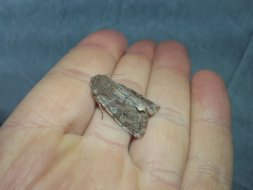 Orthosia incerta - változékony barkabagoly