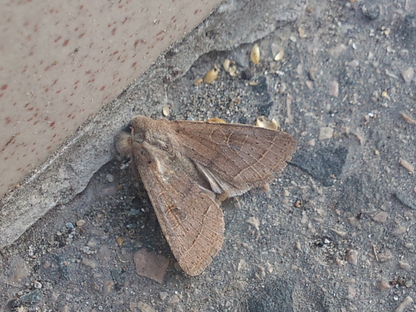 Orthosia cerasi - közepes barkabagoly