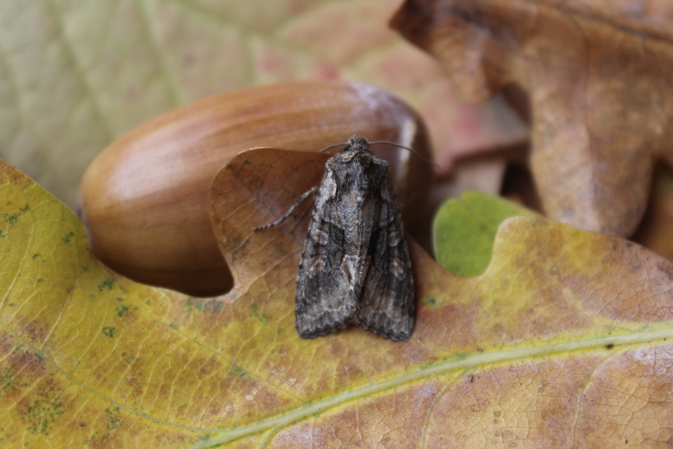 Dichonia convergens - őszi tölgybagoly