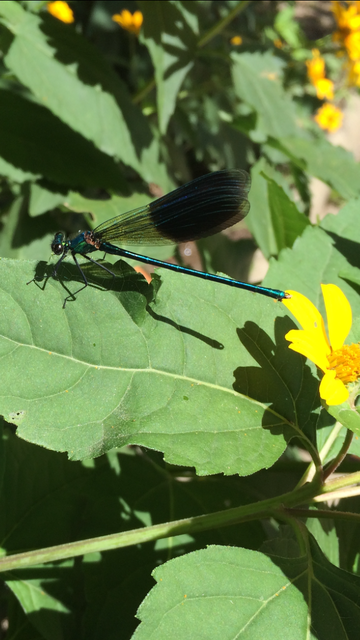 Calopteryx splendens - sávos szitakötő