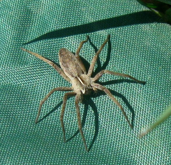 Pisaura mirabilis - csodáspók