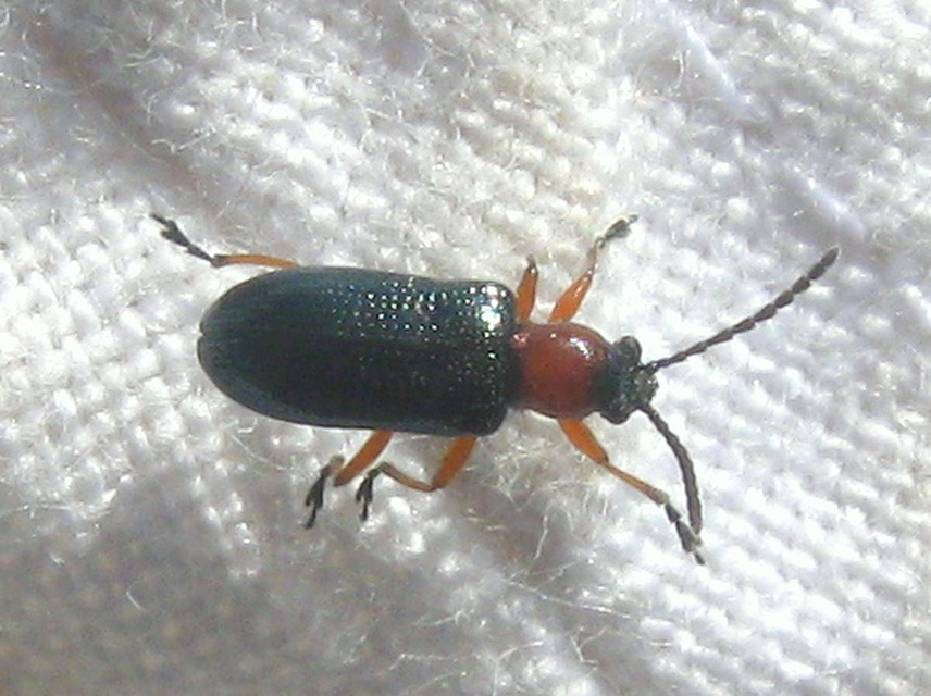 Oulema melanopus/duftschmidi