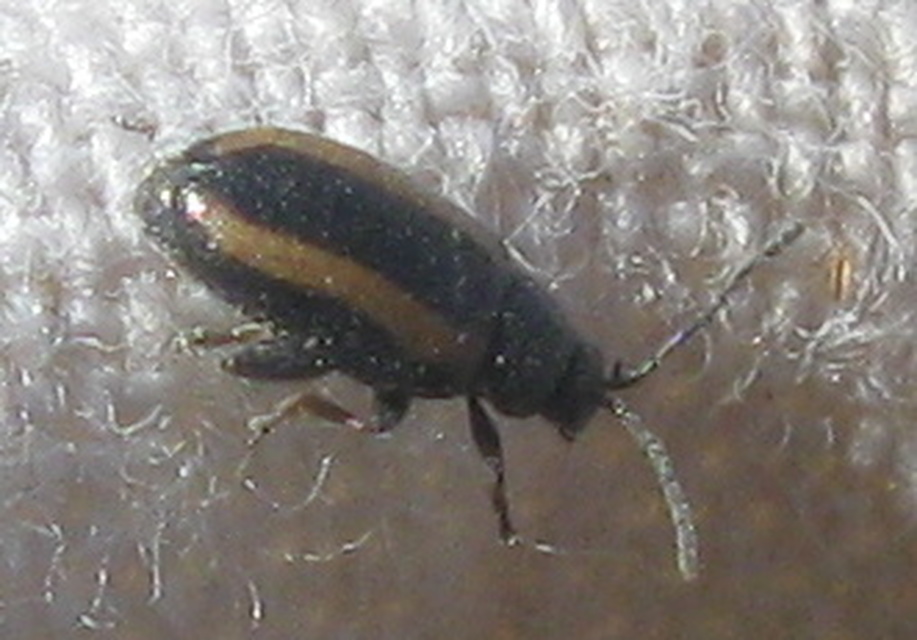 Phyllotreta vittula - muharbolha