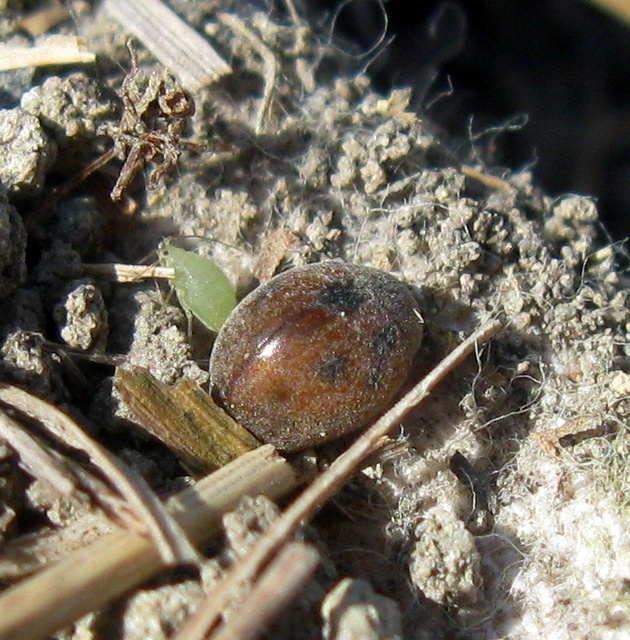 Cynegetis impunctata - pázsitfűböde