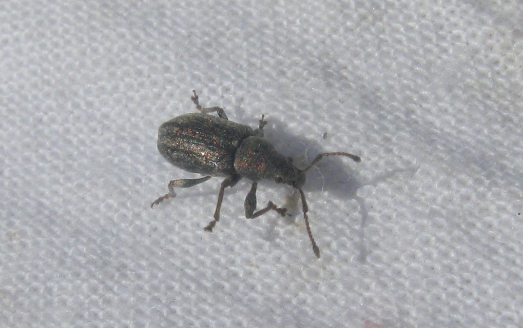 Phyllobius pyri - gyümölcsfa-levélormányos