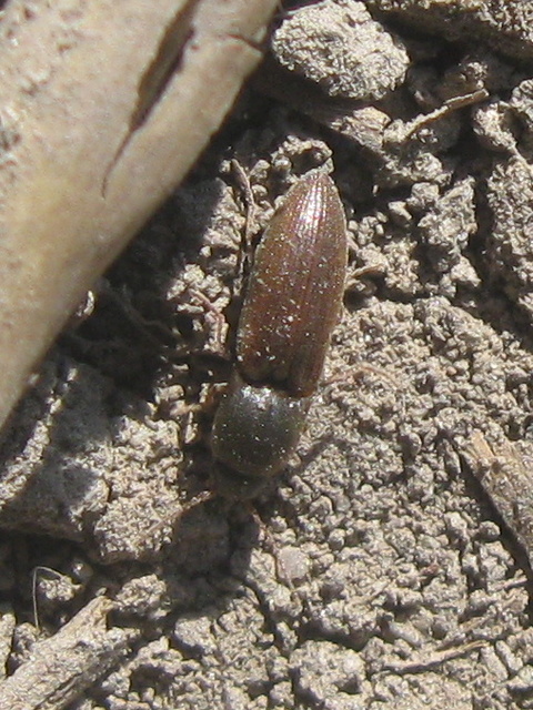 Agriotes