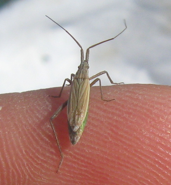 Notostira