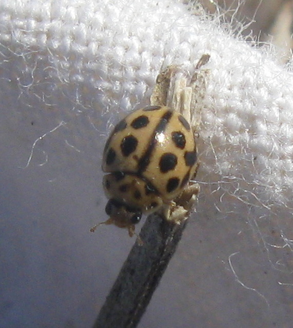 Tytthaspis sedecimpunctata - tizenhatpettyes katica