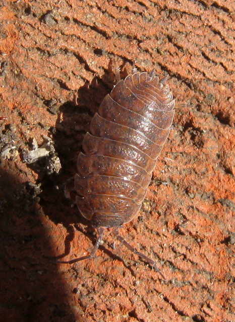 Porcellio scaber - érdes pinceászka