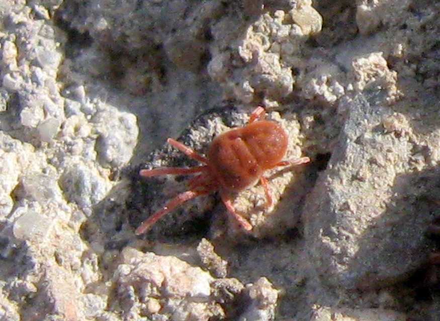 Allothrombium