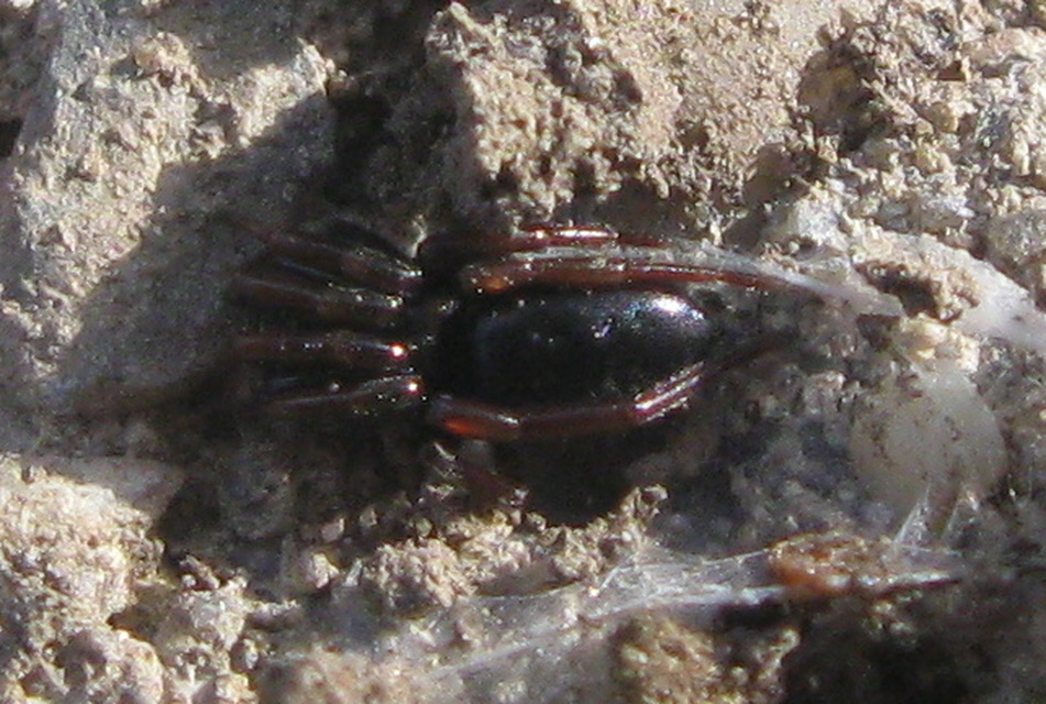 Gnaphosidae - kövipókok