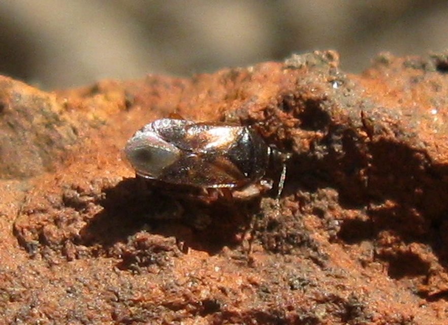 Anthocoridae - virágpoloskák Anthocoridae - virágpoloskák