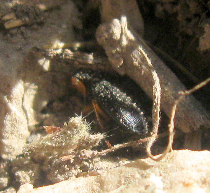 Harpalus