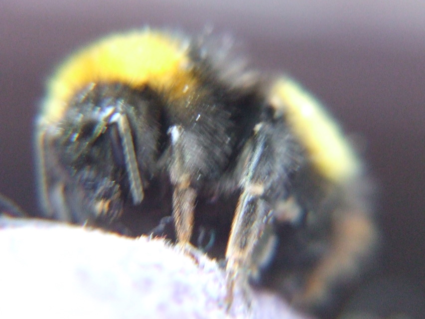 Bombus haematurus - mediterrán poszméh