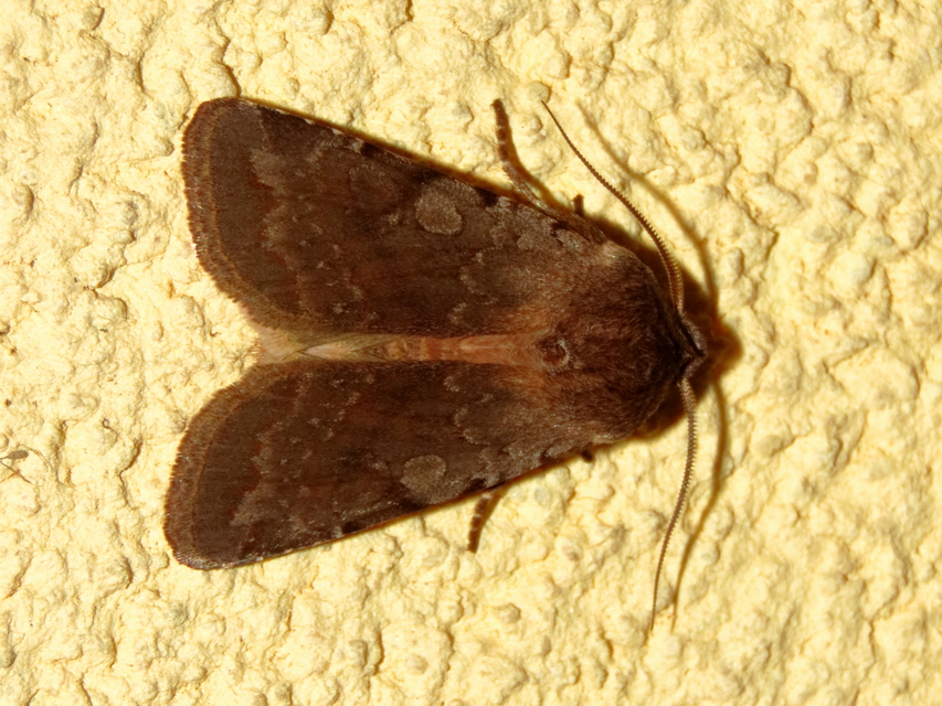 Cerastis rubricosa - vörhenyes tavaszibagoly