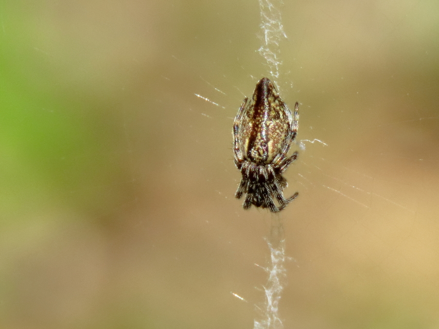 Cyclosa conica - csúcsos keresztespók