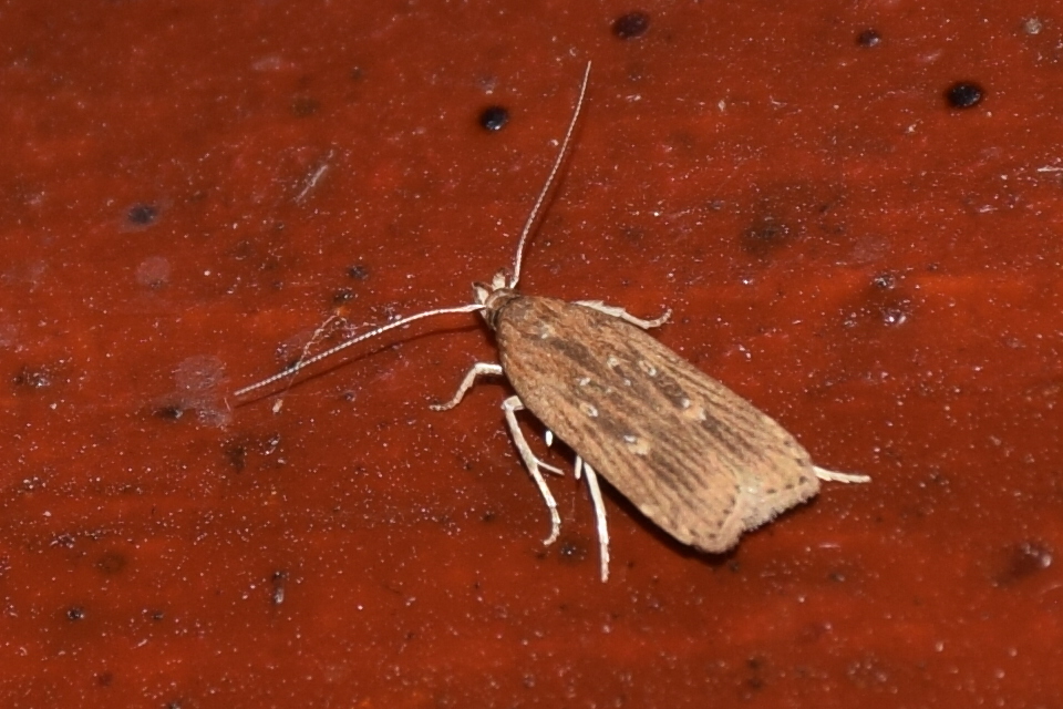 Helcystogramma triannulella - szuláksodró lápimoly