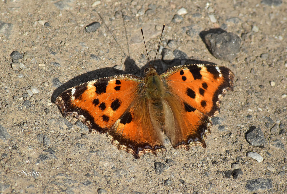 Nymphalis xanthomelas - vörös rókalepke