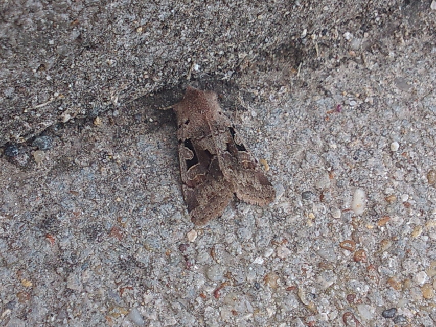 Orthosia gothica - feketefoltos barkabagoly