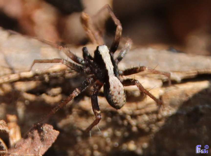 Pardosa alacris/lugubris