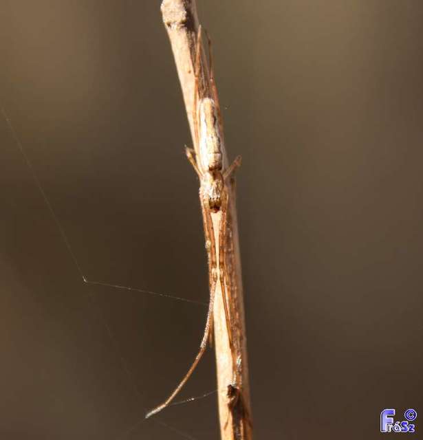 Tetragnatha