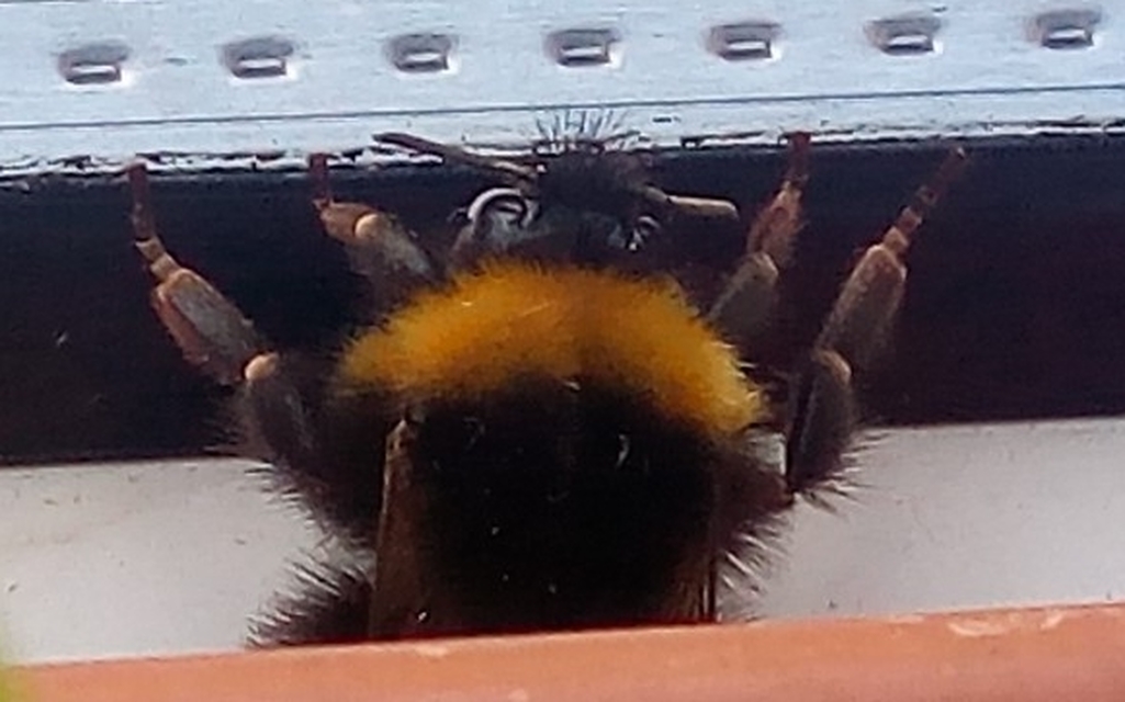 Bombus haematurus - mediterrán poszméh