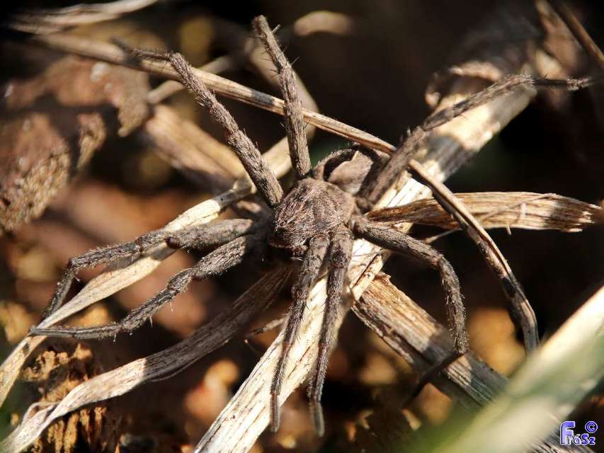 Thanatus formicinus - bársonysávos karolópók