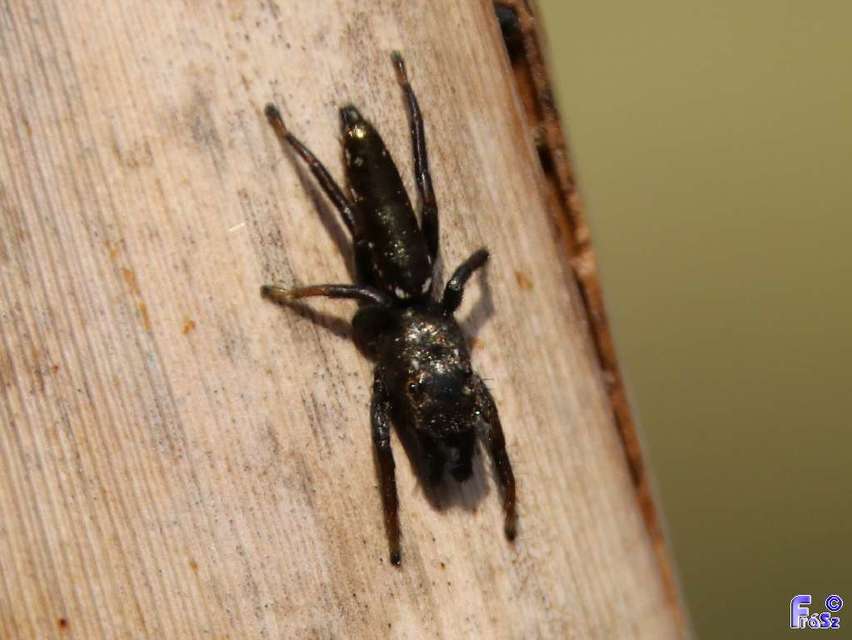 Mendoza canestrinii - mediterrán nádiugrópók