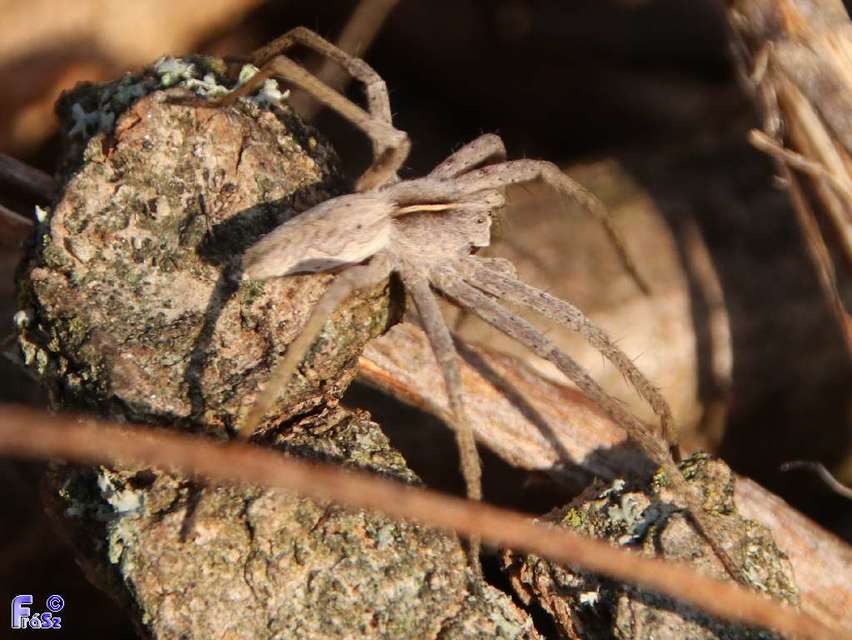 Pisaura mirabilis - csodáspók